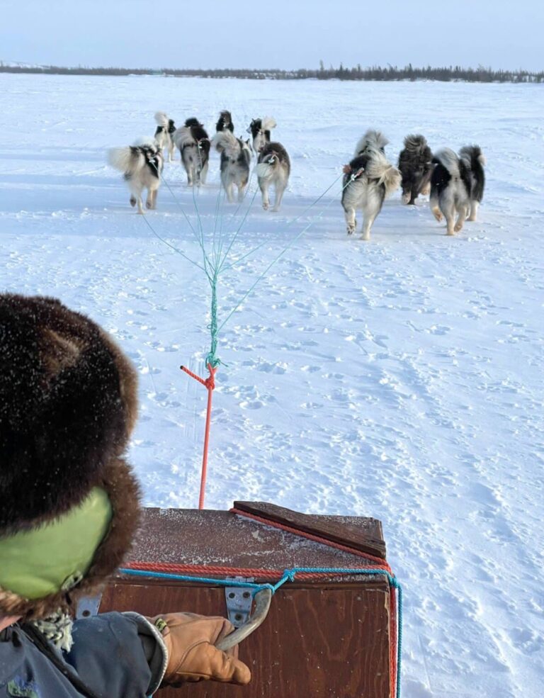 dog teaming activity in kuujjuaq with ungava eco tours