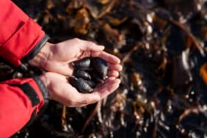 Mussels served as part of traditional Inuit food in Nunavik