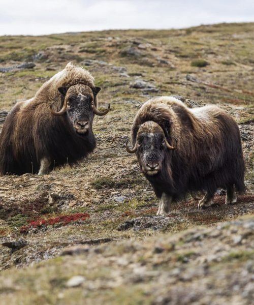 MUSKOX_56